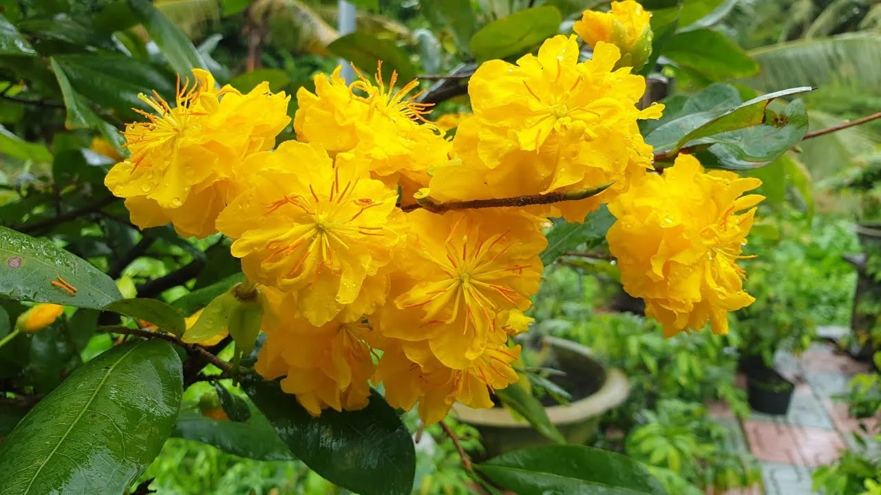 The Marigold Apricot Blossom is special for its wavy petals and the colorful appearance 